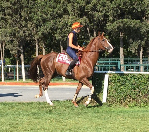 deborahburt1's tweet photo. 🍀🏆🐎#Handassa @RohautRacing #ShadwellArabians #Instanbul #today#Group2PA @aladiyatuae 📷by @MaxPimlott23 @Intracingbureau https://t.co/cl9KPAUAU2