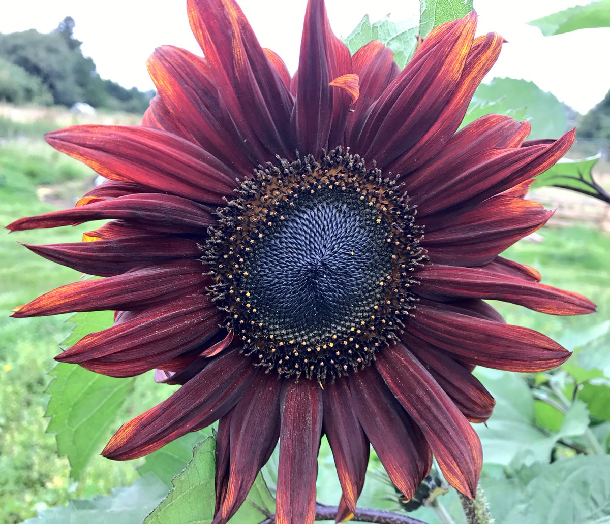 thatsyourplot's tweet image. More like a Black Hole Sunflower than a Sunflower #gardening #allotment #flower