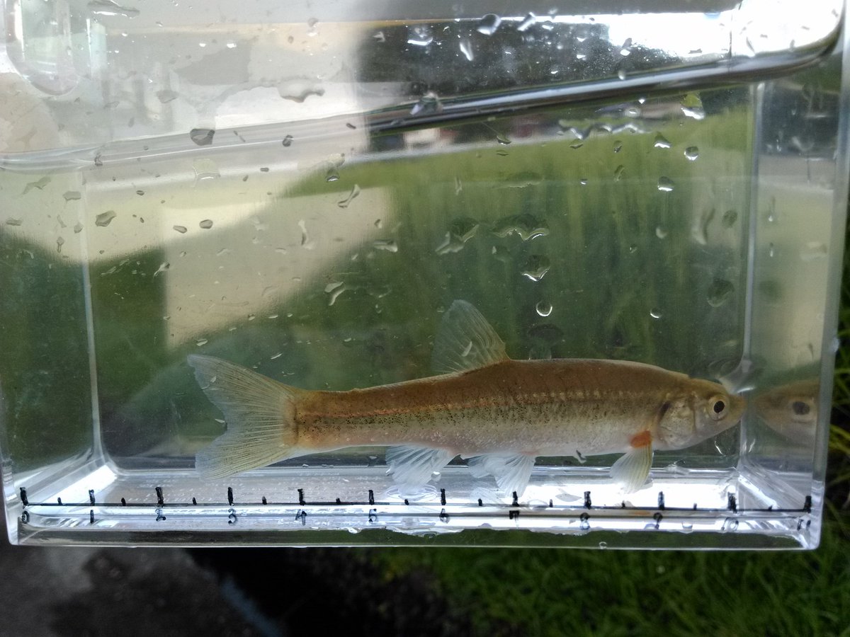 川崎 Auf Twitter 今日のガサガサ成果 小さめのドジョウが第一号でゲット 追い込みでガサると いいサイズのアブラハヤと11cm以上もある雄のカワムツ 婚姻色 も入った 婚姻色がでる時期ならではなのか顔の回りに刺があります 本当に真っ赤で綺麗です