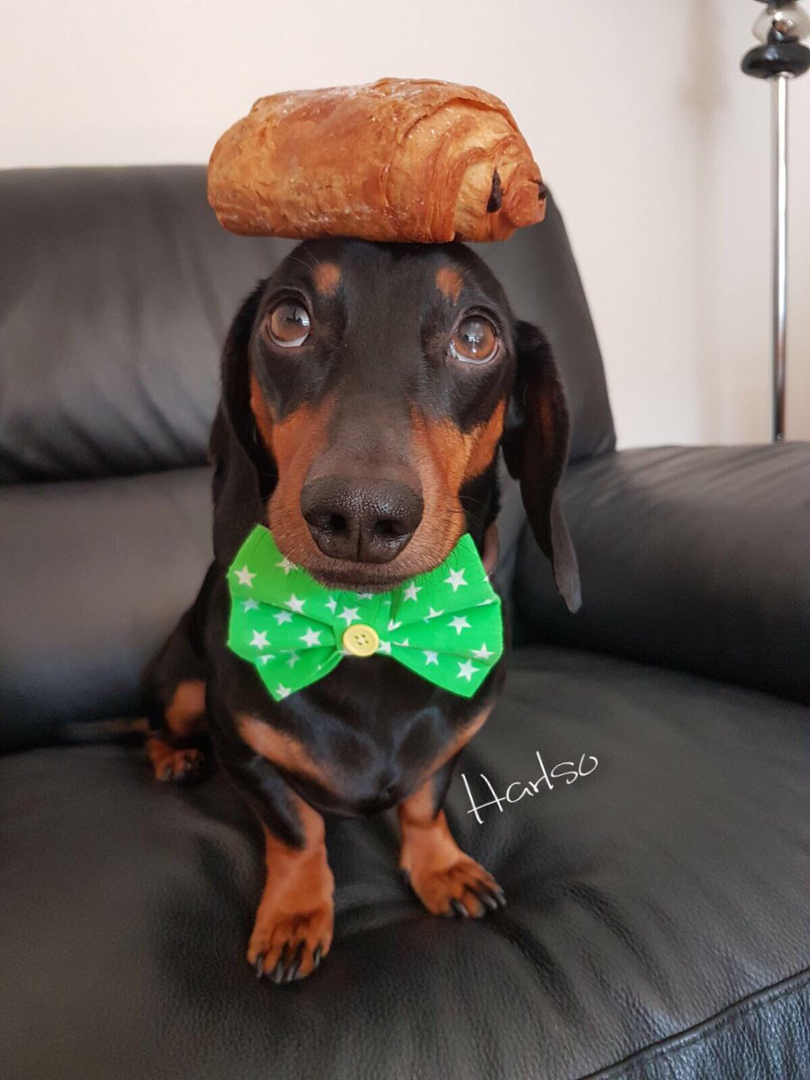Harlso's tweet photo. 'What do you get if you cross P. Diddy with a pain au chocolate? Puff Pastry' 🥐🍫 ~ Harlso 🐾 https://t.co/u409qyxC4D