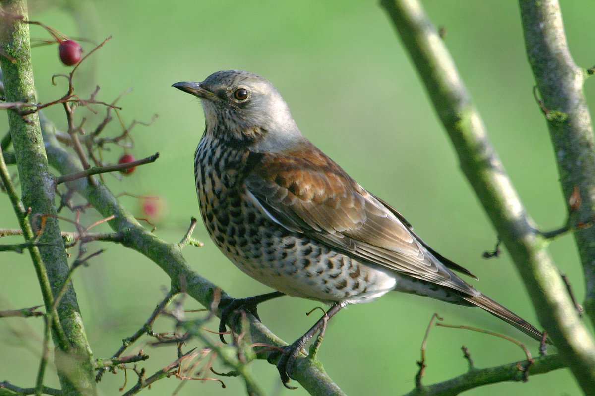 _BTO's tweet image. Wondering what&apos;s flying in the sky above you? Our #migrationblog talks about what&apos;s on the move at the moment! bit.ly/2wtnN1h