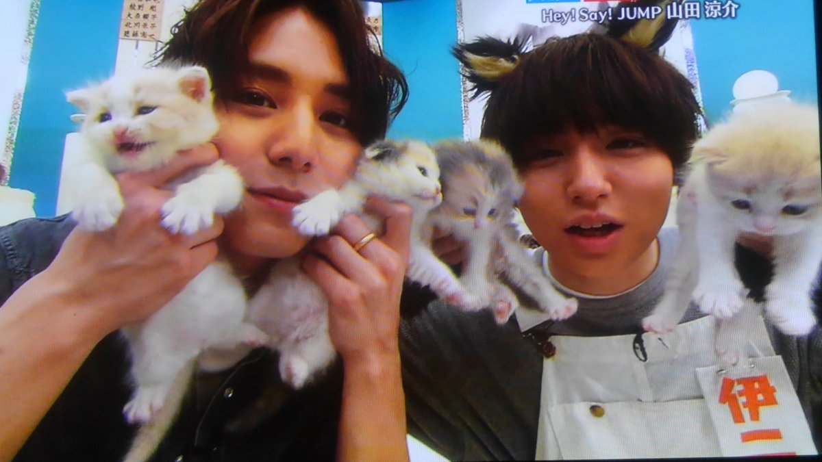 可愛いのは 犬派 猫派 相葉派 山田派 伊野尾派 ジャニ Com じゃにこむ