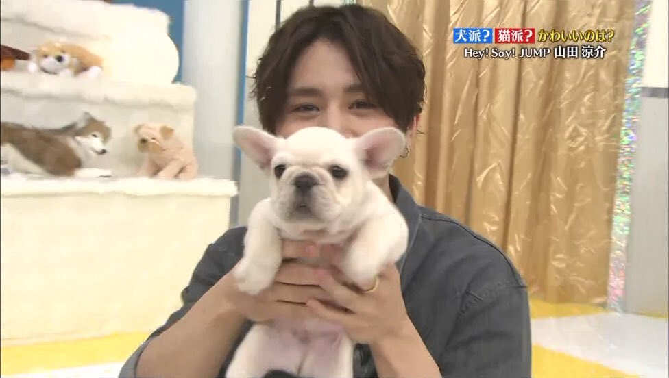 ぽっきー Ar Twitter 山田涼介 犬猫 幸福 ぽっきー Ar Twitter 山田涼介 犬猫 幸福