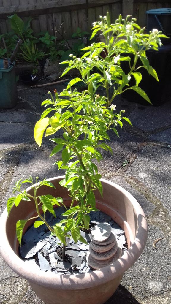 CatfordFA's tweet photo. @LewishamLicks looking less hot but only cause they're green... was a gift from @ArtsCafeSE13. https://t.co/XJ5mbBaBSZ