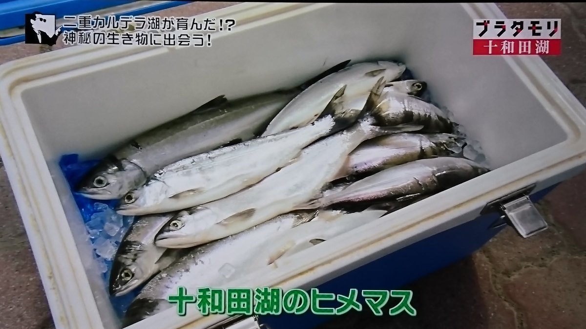 ブラタモリ 実は 神秘の湖 十和田湖は世にも珍しい 二重カルデラ湖 3ページ目 Togetter ブラタモリ 実は 神秘の湖 十和田湖は世にも珍しい 二重カルデラ湖 3ページ目 Togetter