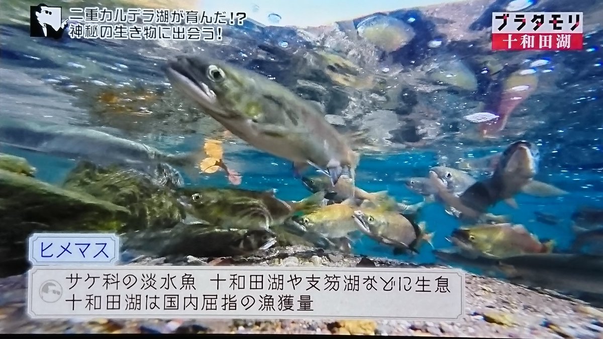 ブラタモリ 実は 神秘の湖 十和田湖は世にも珍しい 二重カルデラ湖 3ページ目 Togetter ブラタモリ 実は 神秘の湖 十和田湖は世にも珍しい 二重カルデラ湖 3ページ目 Togetter