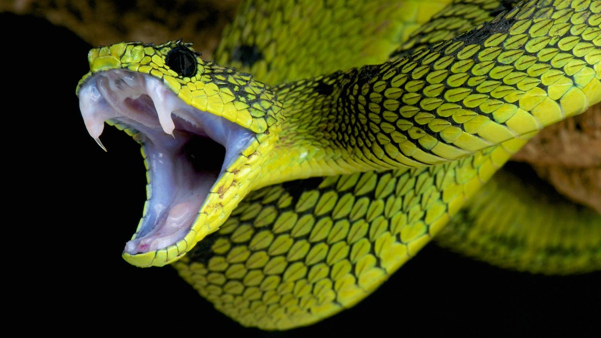 AvoMinecraft's tweet photo. #AvosFacts
a #snake often has over 500 bones in its body - almost all of them are #vertibrae
They aint spineless!
@DNR_CREW
@HyperRTs
#RT https://t.co/EdBmYNRJ0h