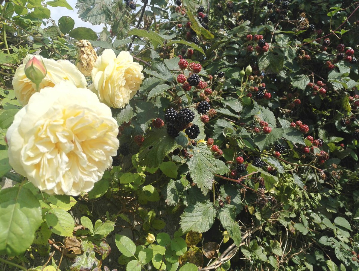 avidgardener72's tweet photo. Lovely combination #DavidAustin rose 'Teasing Georgia' and blackberries #earlySeptember @ngsgardenhook #eastyorkshire https://t.co/d3L0N4wQPL