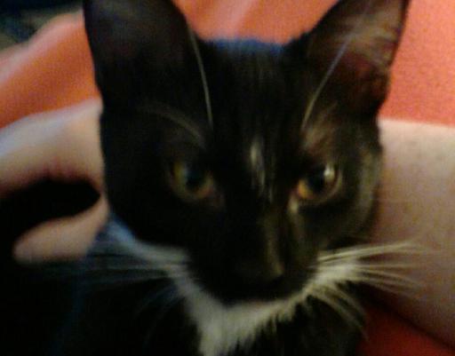 RalphCatAndPhil's tweet photo. #ralphthecat and Phil https://t.co/doBaogGRw6