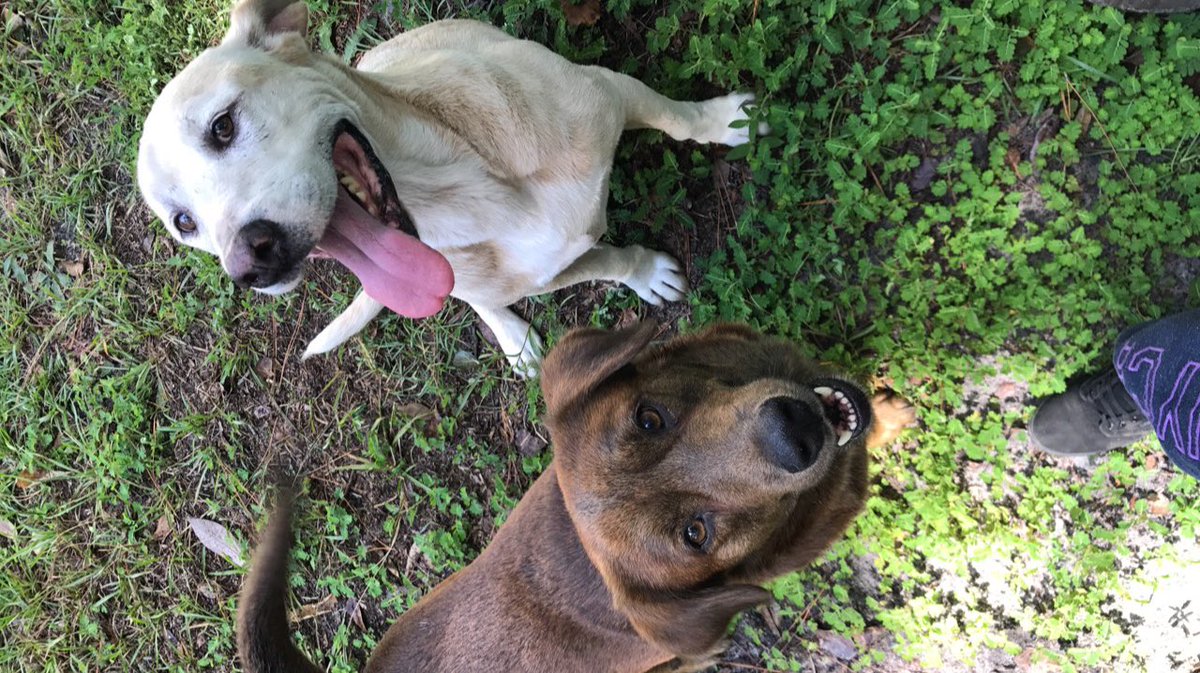 Meet Coby.(the white one) And Elvis (the chocolate colored one). Two amazing puppers who love attention and sticks ❤️