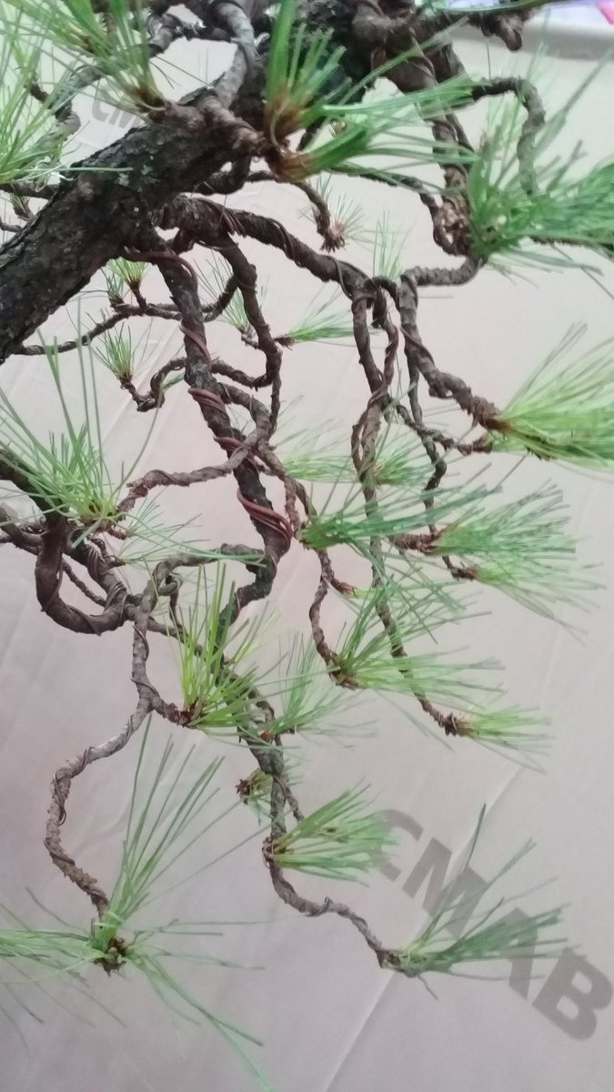 MNCP_DGCP's tweet photo. Este sábado 2 y domingo 3 #ExpoBonsai 2017 exquisitos ejemplares en exhibición! https://t.co/PMeISJ04xk