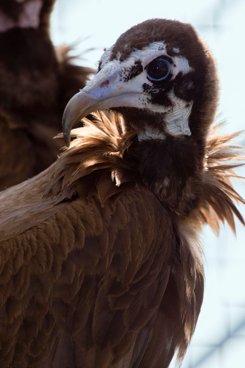 ZooATL's tweet photo. In the U.S., vultures populations are also declining from lead shot poisoning or because they scavenge so close to busy roadways. #IVAD2017 https://t.co/L5NEeFH0Vt