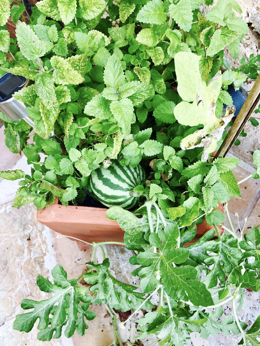 ANicholasAuthor's tweet image. Amazed to find this striped chap growing wild in my pot of mint. Still not sure if it's a marrow or melon. Any ideas?! #mallorca #gardening