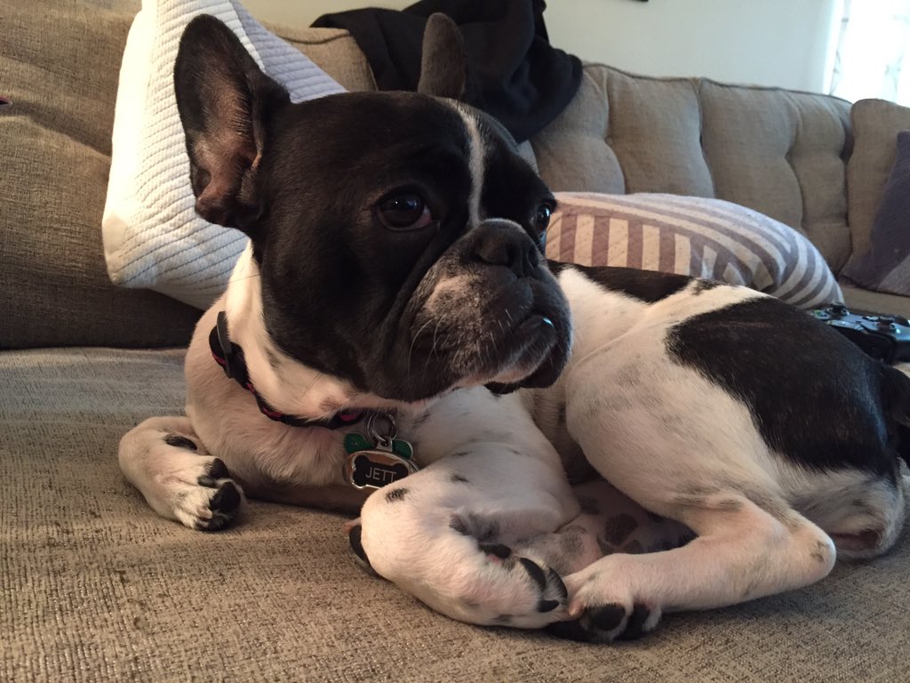 missprint95's tweet image. Full of anticipation. #dogsofwftda #talk2wftda