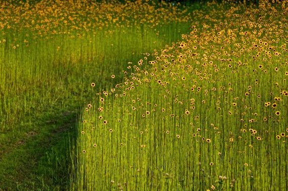 Psithurism rippling the
warm wind of Summer through
Autumn's cold fingers...
The trees sigh.

#SlamWords

Andre Baranowski • Summer Symphony