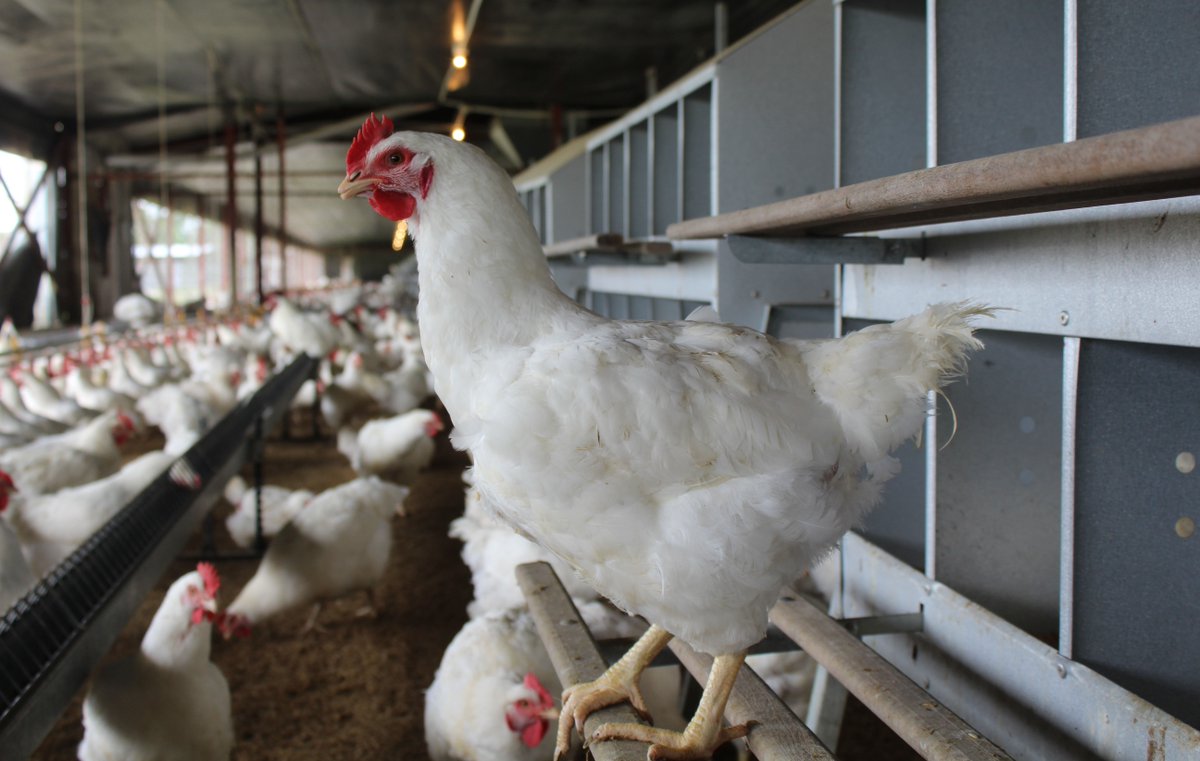 #CultivandoPatria | Min. @WCastroPSUV: Las gallinas reproductoras son esas que ponen un huevo fértil que luego genera un pollito