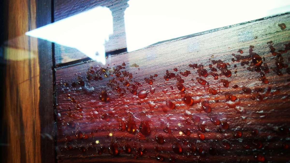 AnaLeval tweet picture