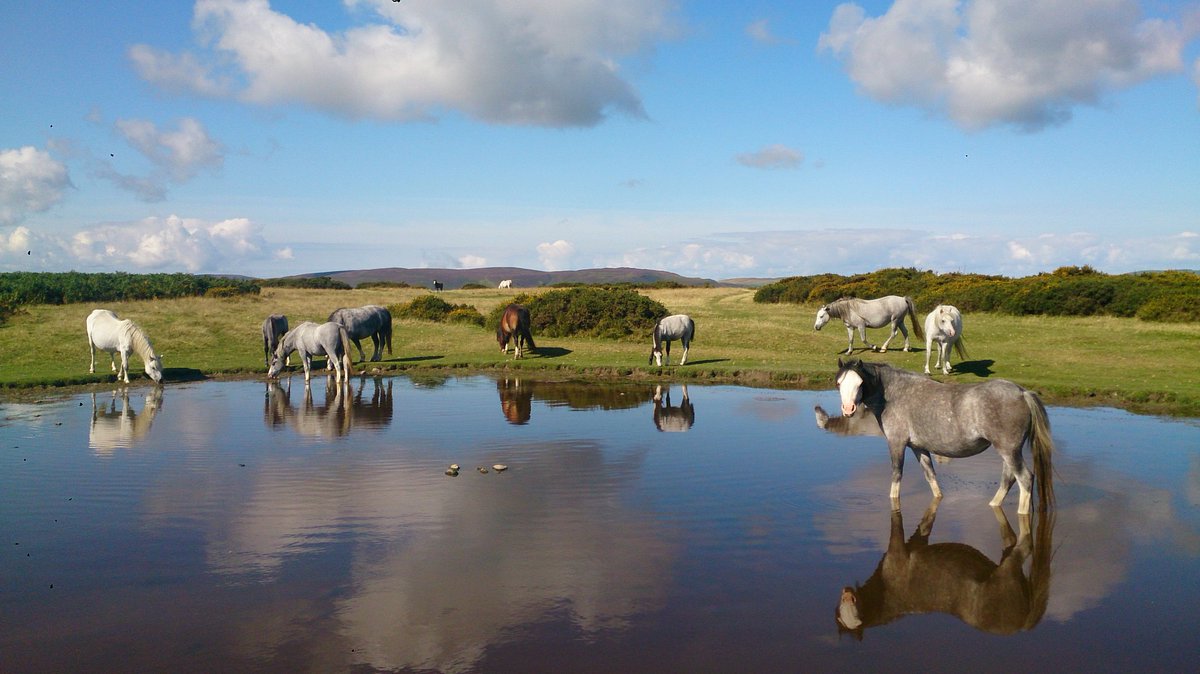 JamesFStone's tweet photo. English savannah. #Marilynbagging #waterhole https://t.co/23lDyntAxY