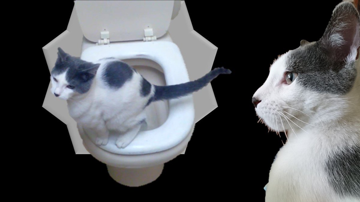 Enseñar A Tu Gato A Usar El Inodoro