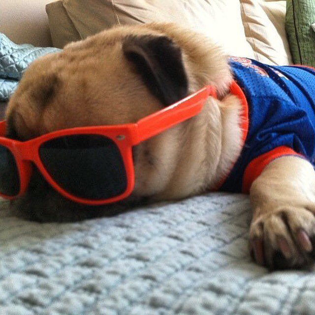 buddhathepug_'s tweet photo. The classic game day shot! #gameday #gameday #gameday #gogators https://t.co/Lyy8WWz5AN https://t.co/E9ii8ODqdK