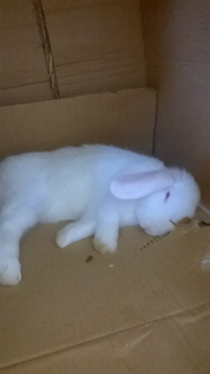 jasperbunny2014's tweet photo. (Buster) Naptime after loads of #Michief https://t.co/OOdHICIGf8