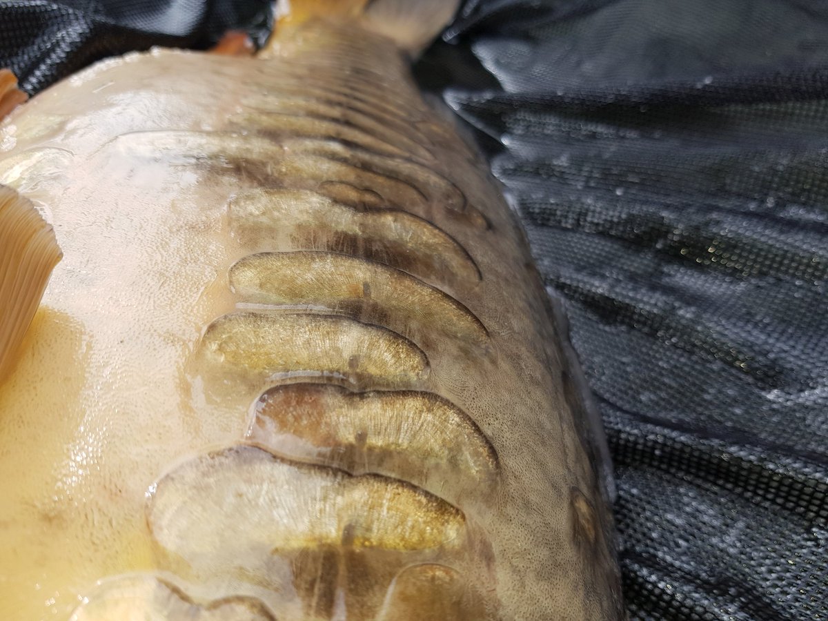 ferrell_zac's tweet photo. One on the bank can't show you to much as no publicity rules. A stunning 11lb 12oz linear mirror from my syndicate @StickyOfficial @TF_Gear https://t.co/bPVjV6AOzt