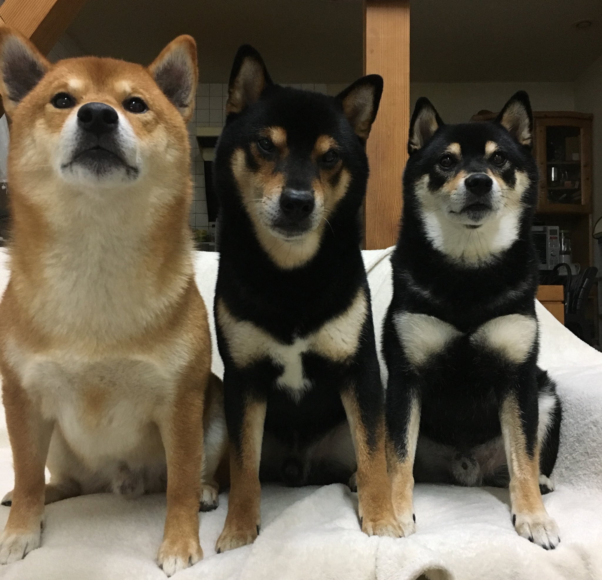 柴犬3兄弟ひなあおそら on X: 