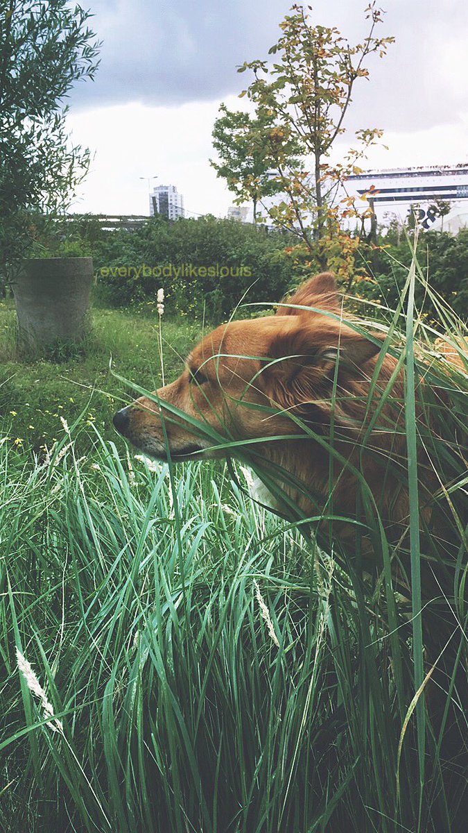 everybodyll's tweet photo. Nobody can see me. But I'll tell you; I'm hiding behind the grass! 🐕 #ninjaskills #mextures https://t.co/CC3qLEfS0J