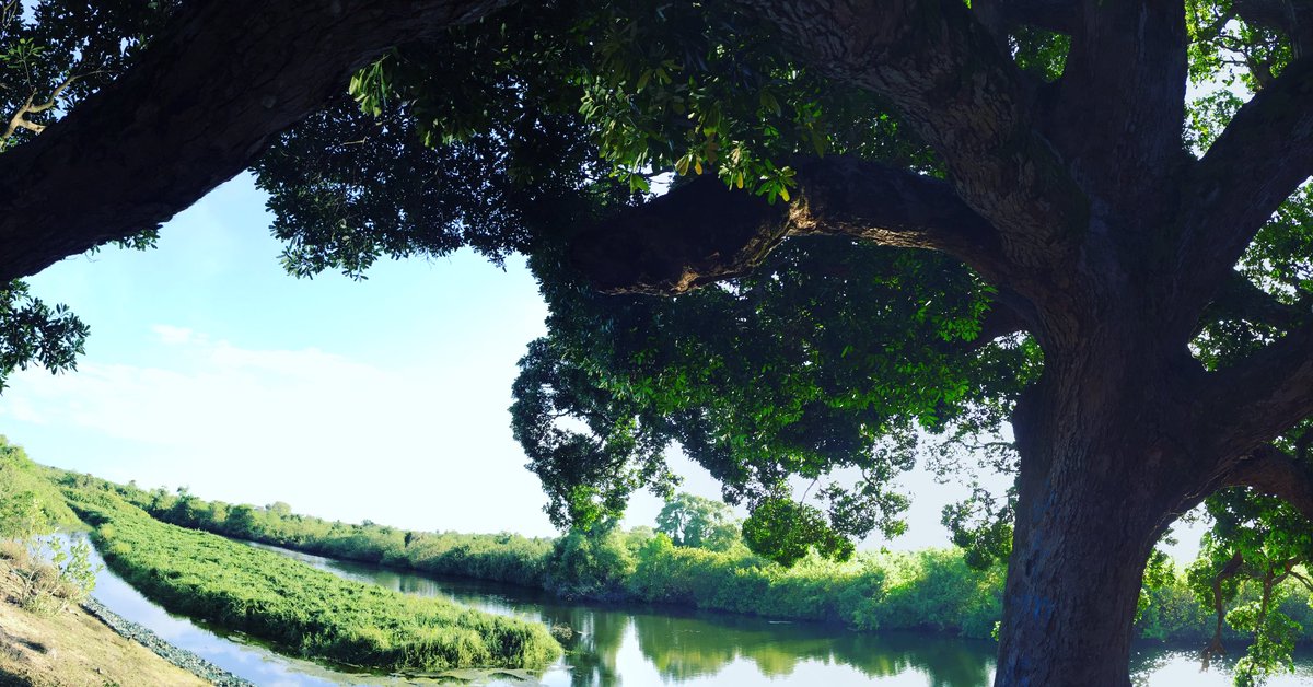 RealDeedat's tweet photo. #BeautifyOfNature #GreeneryView #RiverSideTree 🌲 https://t.co/zzPSPKT9XV