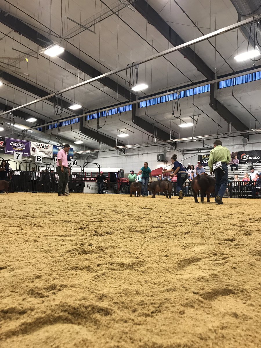 NationalSwine's tweet photo. Red gilts have kicked off this beautiful Saturday! #NJSA #SWRegional17 https://t.co/lfeYc7UGtq