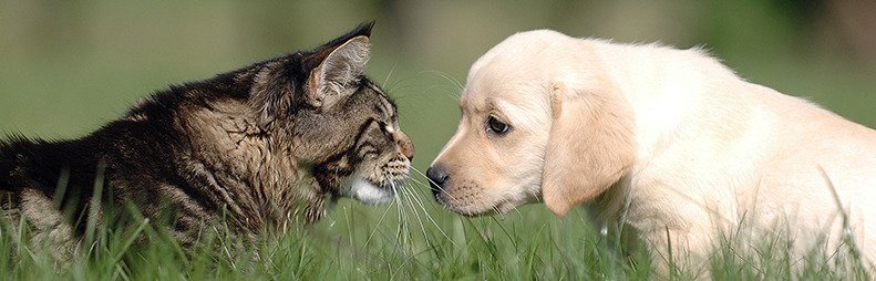 These 3 things will help you retain #millennial employees at your #veterinary practice. #vetmed vetsuccessinc.com/blog/millennia…