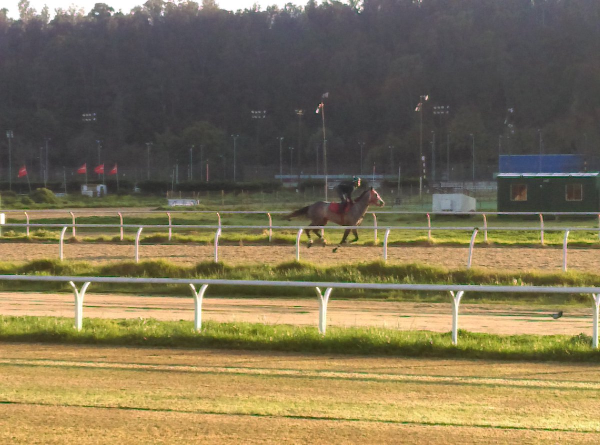 HsLasAraucarias's tweet photo. VAREKAI 🏇🕛(Dunkirk - Vamos Muchacha), criado en @HsLasAraucarias se prepara para el clásico 🏆Gustavo Rivera B. #Aprontes #HarasLasAraucarias https://t.co/PEKE2Edlpa