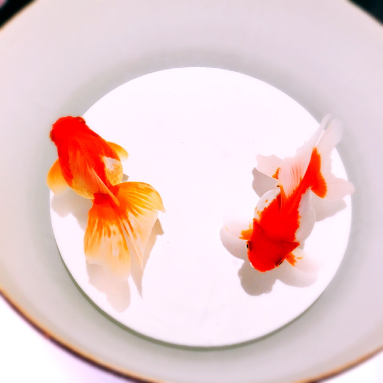 Twitter 上的 はたらけつこ 確か金魚って 上から見るものでしたよね 上から見える金魚とかもっと欲しかったかも とても綺麗でした ケツ子の車窓から T Co Wyzsl81gu3 Twitter