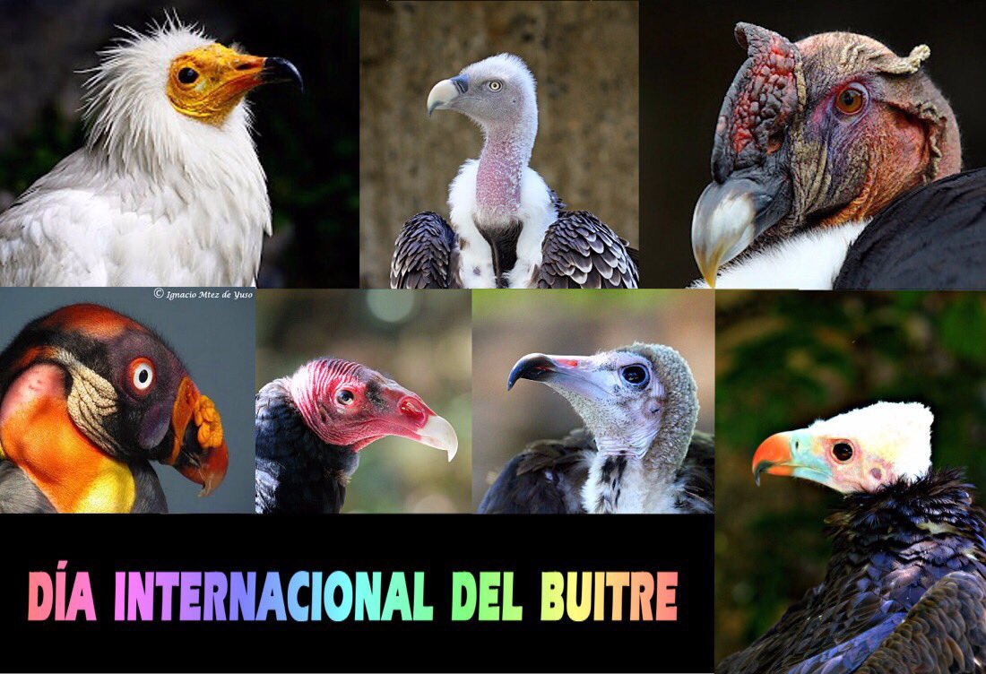 El primer sábado de #septiembre se celebra el #DiadelBuitre 

#DiaInternacionaldelosBuitres #VultureDay