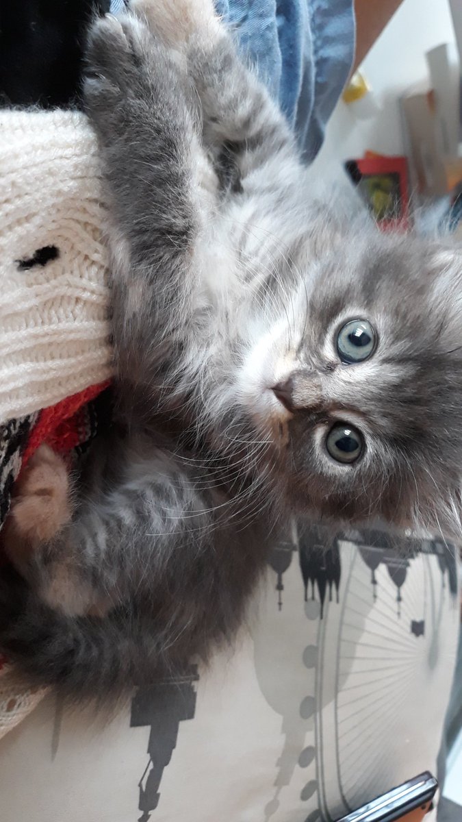 Guuuubs's tweet photo. Comment ne pas craquer..... 😍 https://t.co/HMbN2EqULd