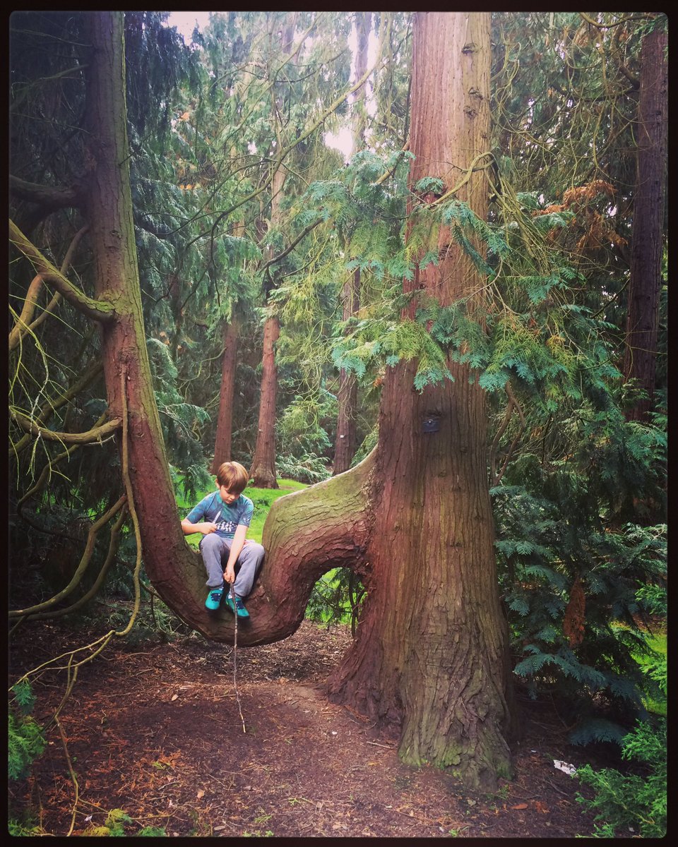 tonegriff's tweet photo. Never seen this unusual tree before! 😂 🌲 #funnytree #comfyseat #kewgardens https://t.co/XbMgJBzdAE
