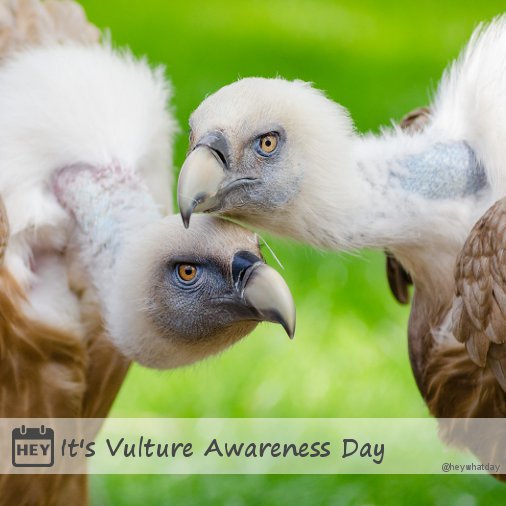 It's International Vulture Awareness Day!
#InternationalVultureAwarenessDay #VultureDay #VultureAwarenessDay #IVAD #IVAD2017