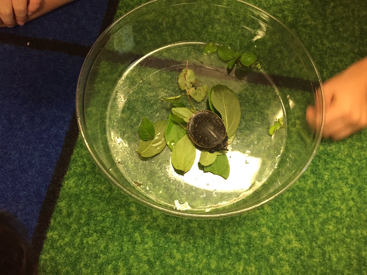 SmithCPreK's tweet photo. Fun visit from a tiny turtle https://t.co/TivlaMEpli
