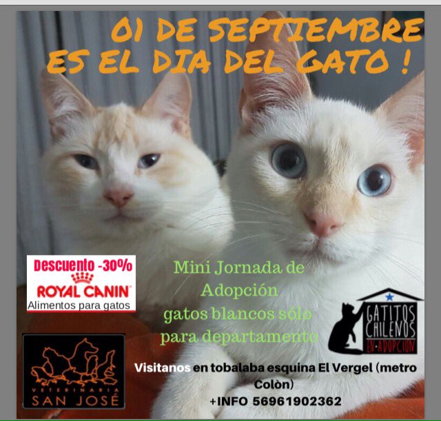 GATITOSCHILENOS's tweet photo. @NoticieroAnimal xf RT Hoy de 15 a 19hrs jornada #AdoptaResponsable gatitos juveniles y adultos #providencia #metrocolon @FundacionAdopta https://t.co/egMV9hvFT2