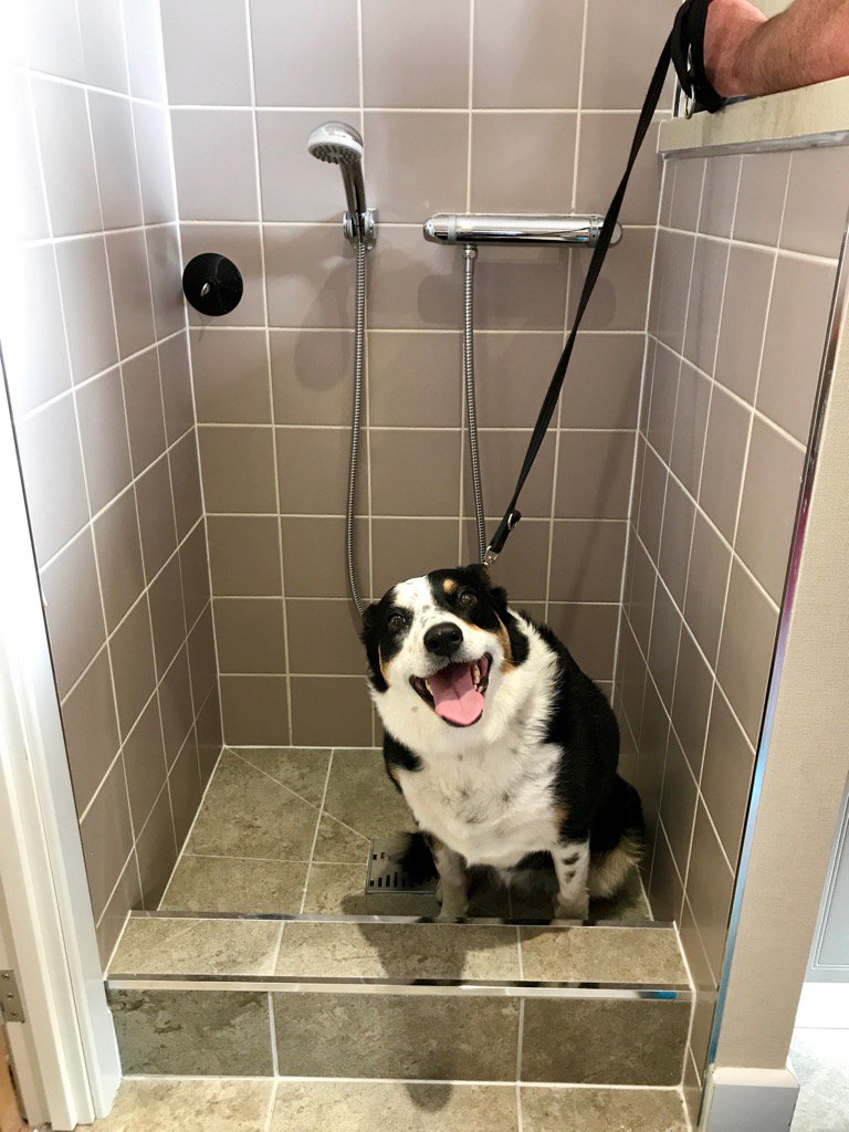 Nat_Montague's tweet photo. @WessexParkHomes #Allure testing out the #Doggy #Shower #RealFurryFriends https://t.co/XVc5nL2NiJ