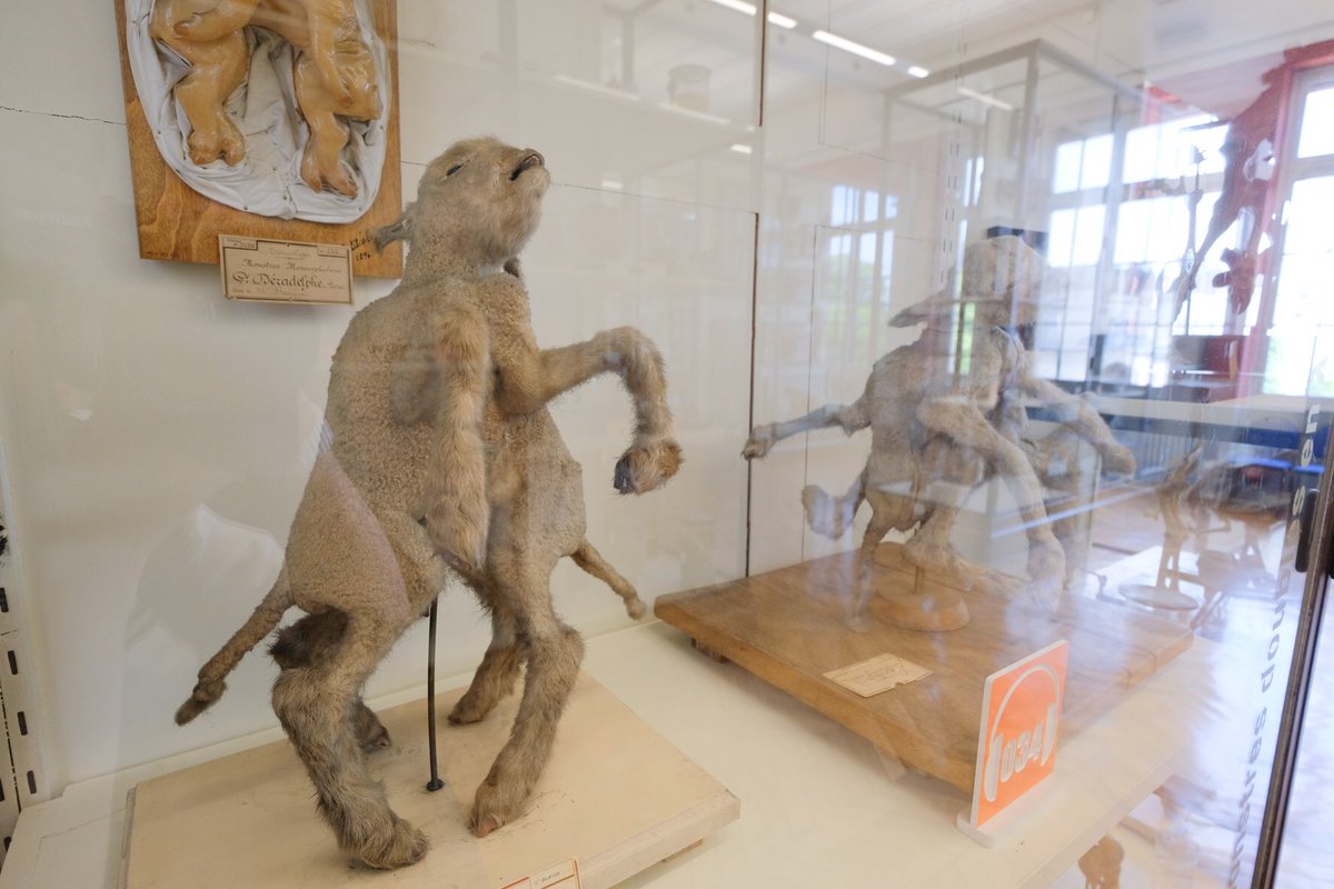 そうく パリ郊外のアルフォール獣医学校内にある フラゴナール博物館 ここには動物の骨格標本をはじめ 奇形 病気など奇妙な標本 模型が数多く展示されています 観光スポットでもないので受付は学生だし入館者も一人 二人しか居ないところですが そうく パリ郊外のアルフォール獣医学校内にある フラゴナール博物館 ここには動物の骨格標本をはじめ 奇形 病気など奇妙な標本 模型が数多く展示されています 観光スポットでもないので受付は学生だし入館者も一人 二人しか居ないところですが