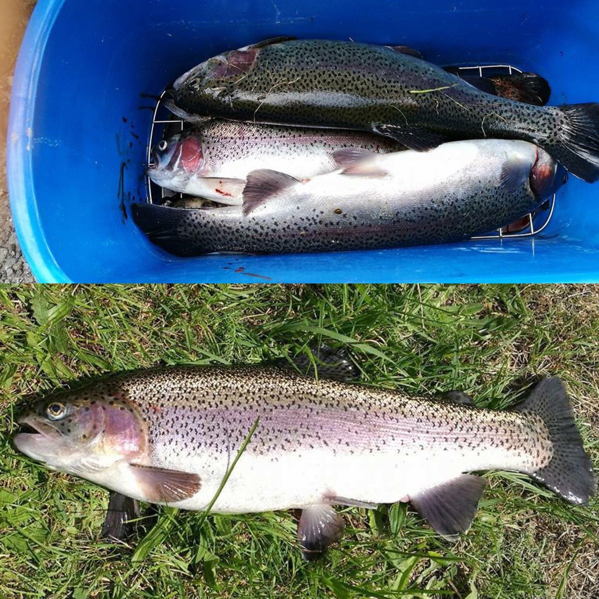 AngelsportSH's tweet photo. Aktives Angeln bringt Forelle!
📍Dorotheental

#fangwas #angeln #fishing #forelle #trout #aktiv https://t.co/Ea41OXGKGb