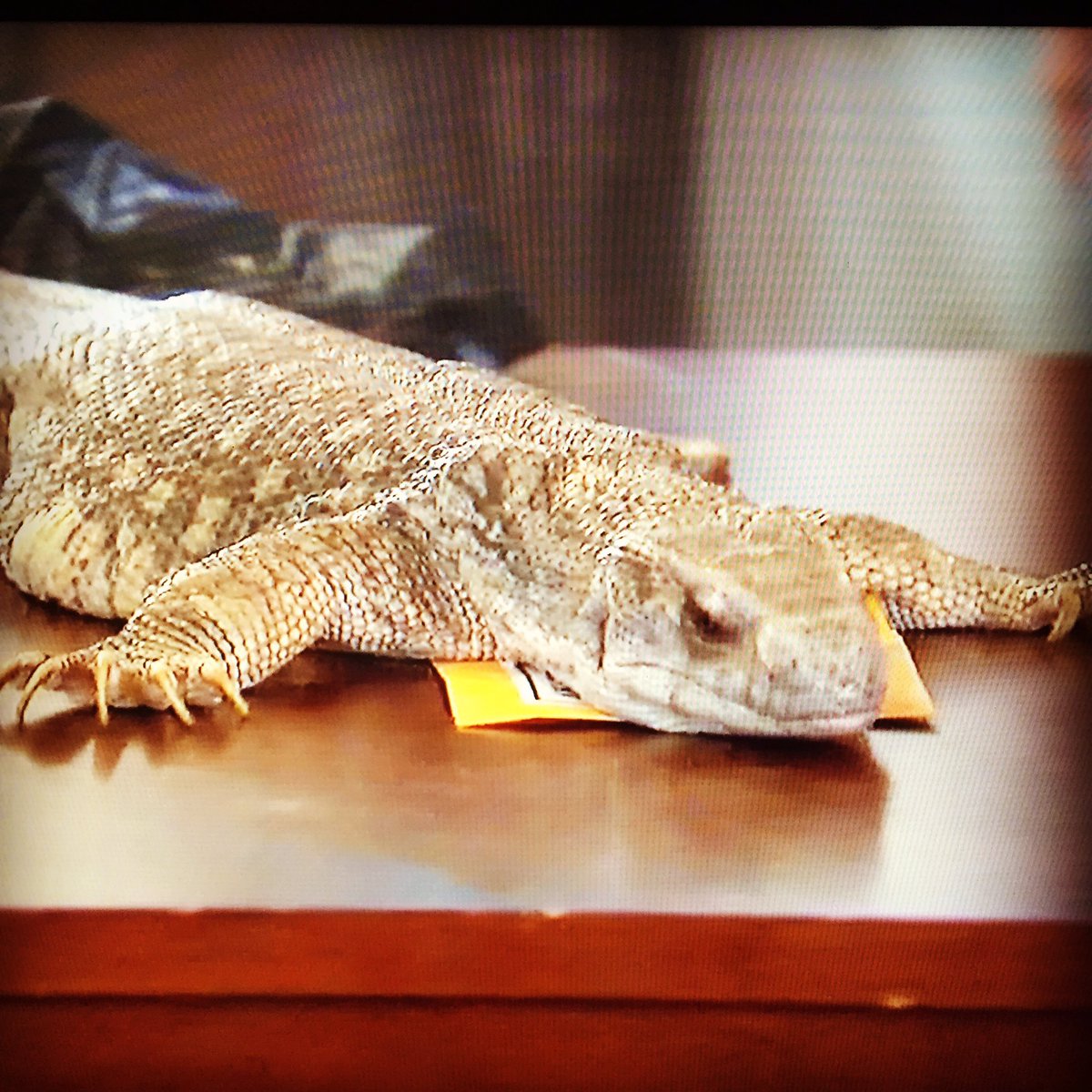 GatorgirlAZ's tweet photo. Sophia "look, a sloth" while watching TV ~ I'm dying 😂💀 #shereallyissmart #beautyANDbrains https://t.co/jDhZamXFvR