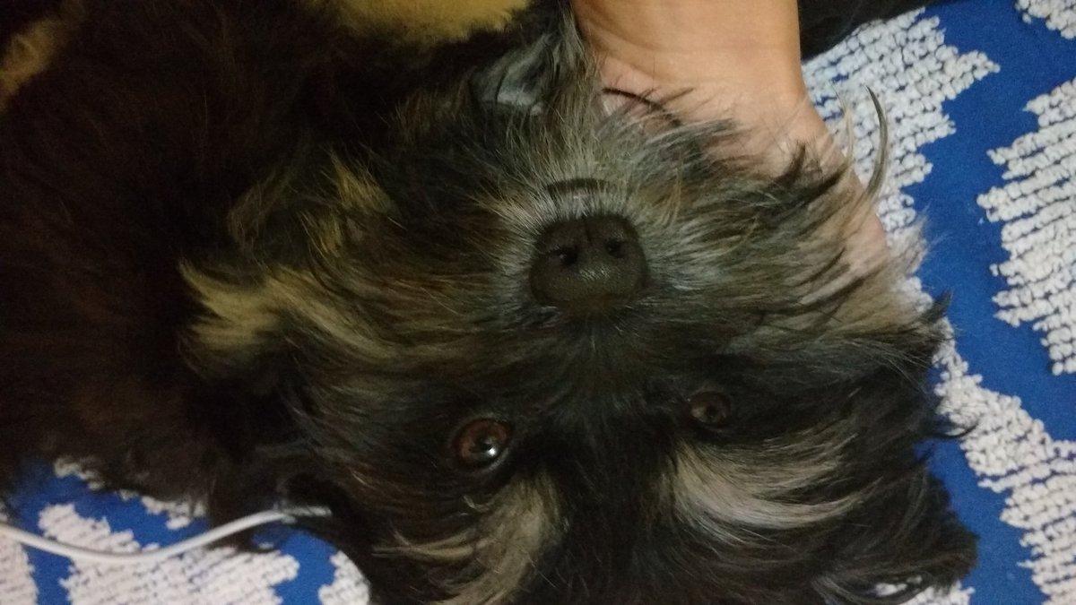 Luielle5's tweet photo. Melhor um animal de amigo do que certas pessoas... https://t.co/maGLlwZeQ0