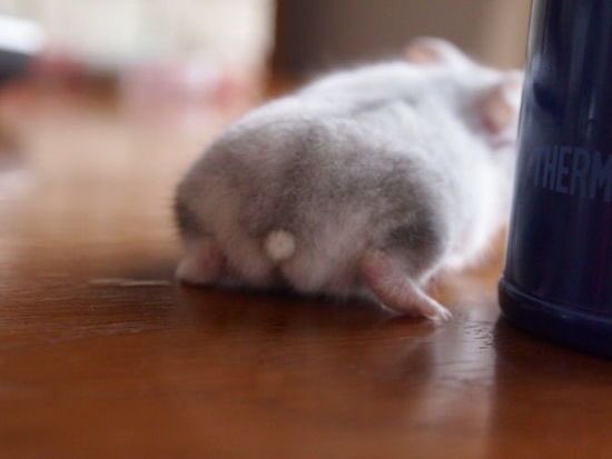 Dedipousinceru's tweet photo. pare o que vc estiver fazendo e aprecie essas bundinhas de hamster https://t.co/tG7nNxH57E