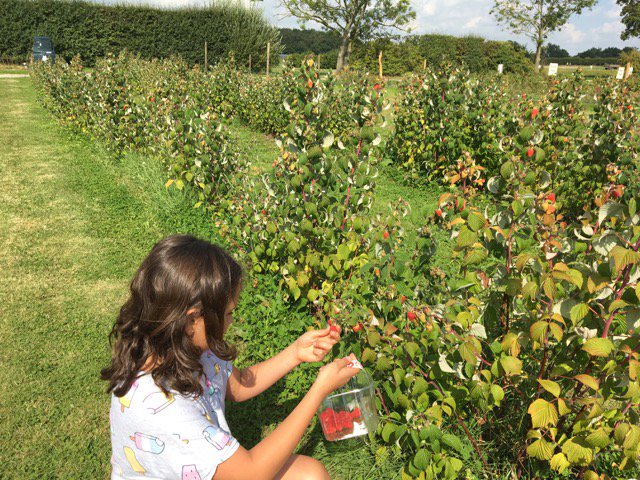 YorkBespoke's tweet photo. Berry picking @theballoontree whilst the sun (and berries) last! #loveyork #deliciousberries https://t.co/friwyoZA5h
