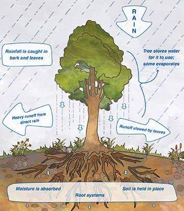Divadya's tweet photo. Reviving Rivers thru Growing Trees..Bharatha! Rising 
This rally starts the golden era Sadhguru Jaggi Vasudev https://t.co/WsR7qtIJvB