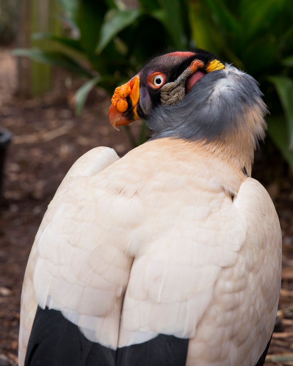 ZooATL's tweet photo. Over the last 15 years, vulture populations in India have fallen 98%, and healthcare costs have increased by $34 billion. #IVAD2017 https://t.co/9zWcOZfy0k