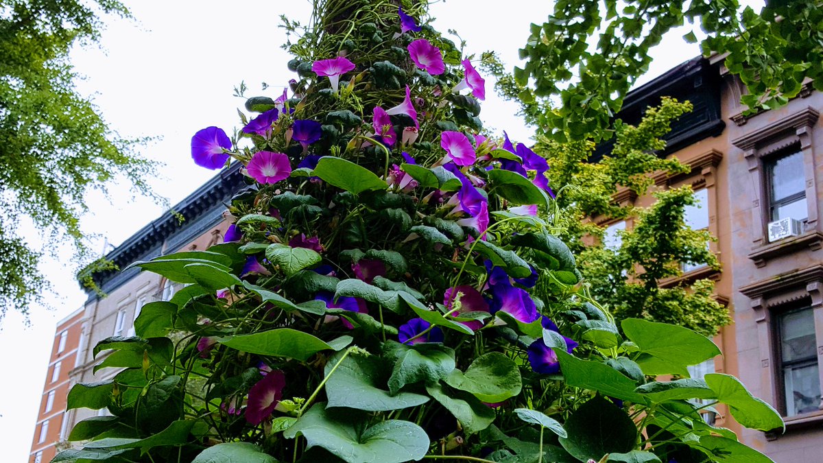 RoseleneDolce's tweet photo. #Flowers #MorningGlory #Plants #flower #fleurs #500pxrtg #DailyFlower #MorningGlories #floweraday #climbingplants #GoogleEffects #NewYork https://t.co/3PknVIyW07