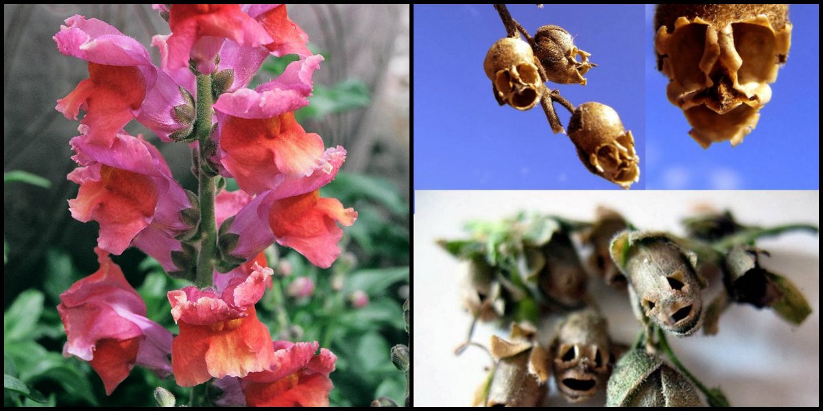 InfoMyT's tweet photo. La Snapdragon es una flor que adquiere forma de calavera al marchitarse. https://t.co/JGK4wErQan